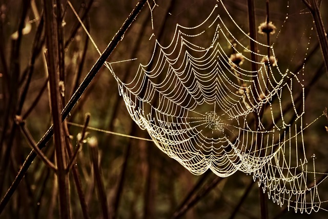 web