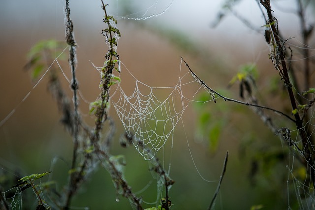 web